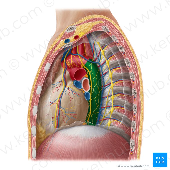 Aorta descendente torácica (Aorta thoracica descendens); Imagen: Yousun Koh
