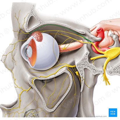 Frontal nerve (Nervus frontalis); Image: Paul Kim
