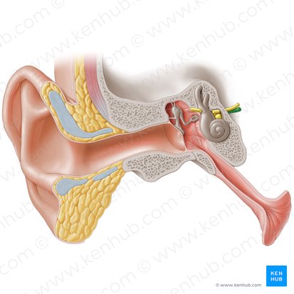 Vestibulocochlear nerve (Nervus vestibulocochlearis); Image: Paul Kim