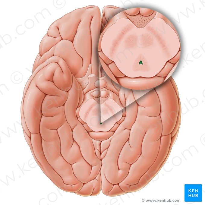 Acueducto mesencefálico (Aqueductus cerebri); Imagen: Paul Kim