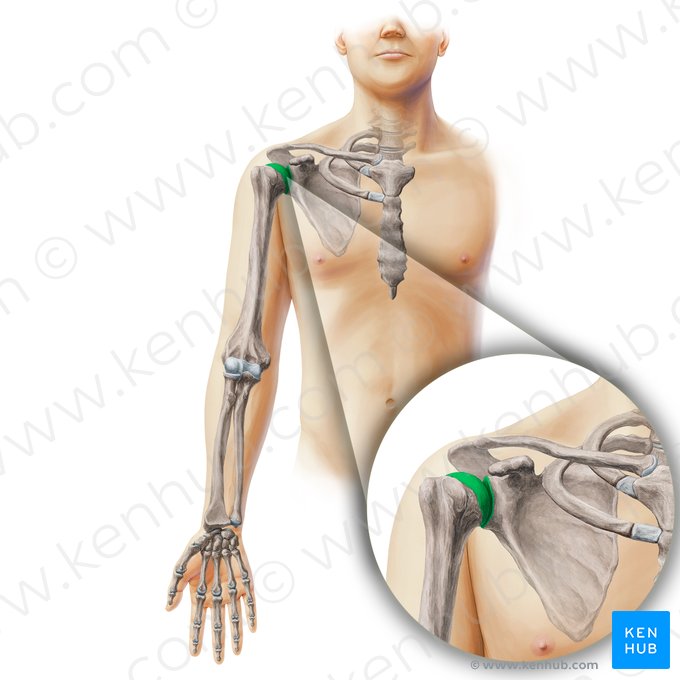 Articulação glenoumeral (Articulatio glenohumeralis); Imagem: Paul Kim