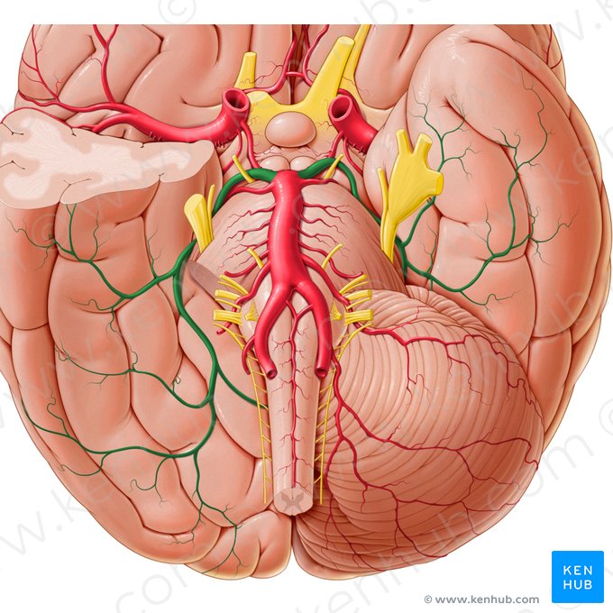 Arteria posterior cerebri (Hintere Hirnarterie); Bild: Paul Kim