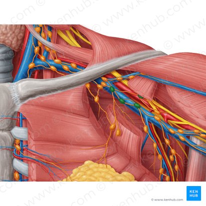 Central axillary lymph nodes (Nodi lymphoidei axillares centrales); Image: Samantha Zimmerman