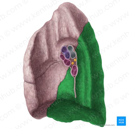 Lobus inferior pulmonis dextri (Unterlappen der rechten Lunge); Bild: Yousun Koh