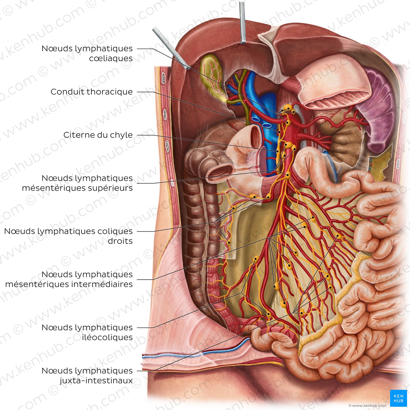 Lymph nodes of the small intestine