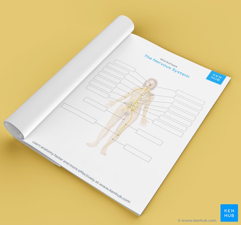Nervous system anatomy practice: Quizzes and more! | Kenhub