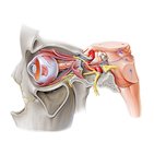 Oculomotor, trochlear and abducens nerves