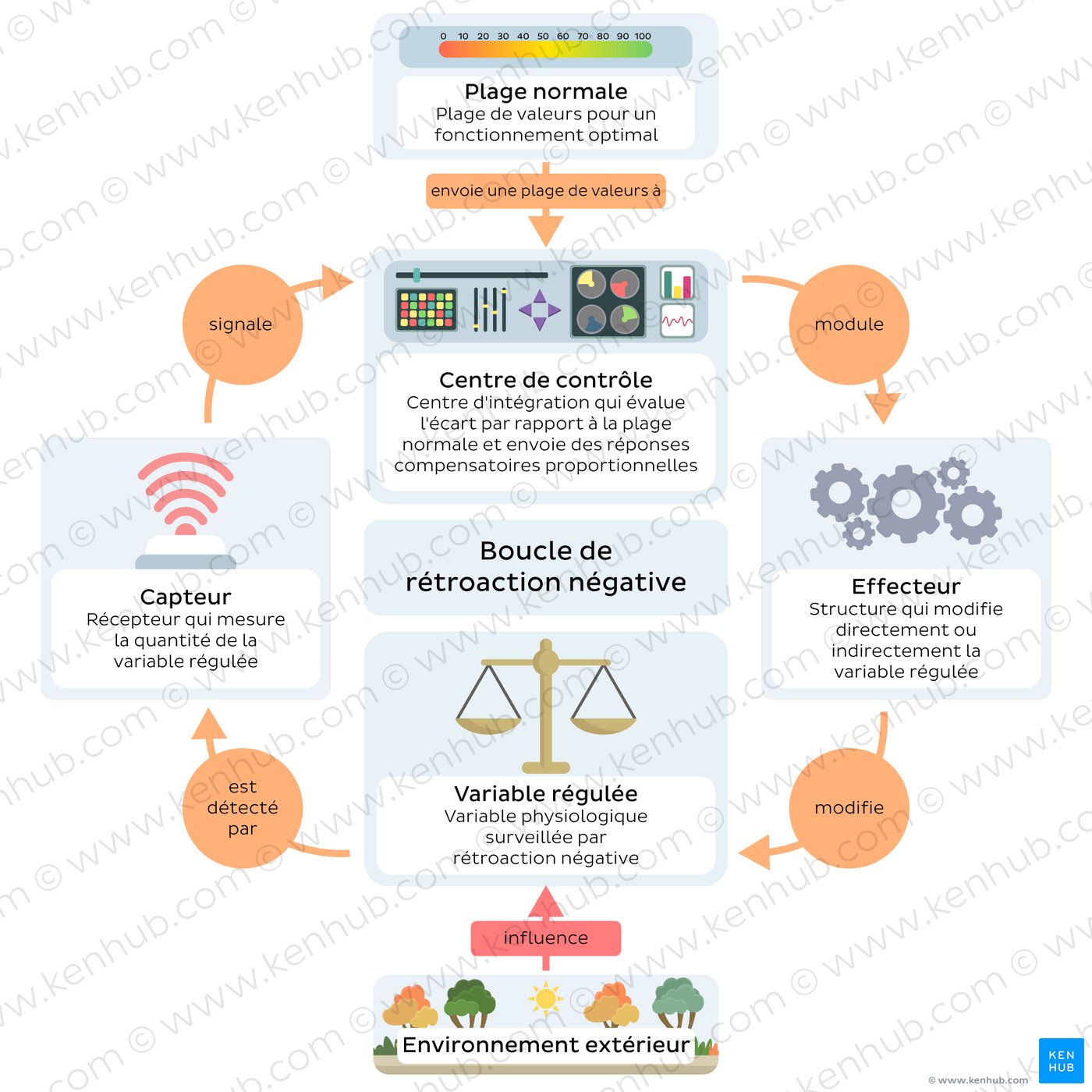 Diagram of the steps of a negative feedback loop