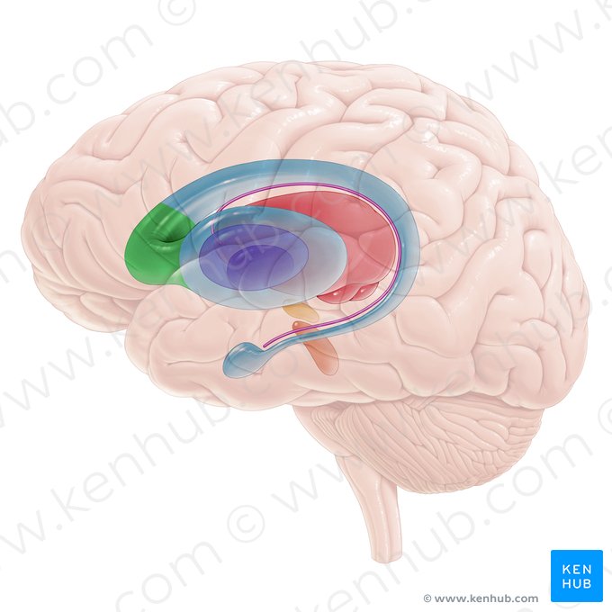 Cabeza del núcleo caudado (Caput nuclei caudati); Imagen: Paul Kim