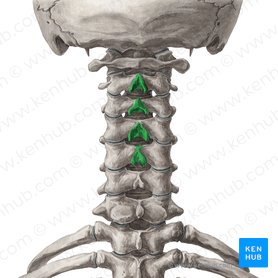 Procesos espinosos de las vértebras C2-C5 (Processus spinosi vertebrarum C2-C5); Imagen: Yousun Koh