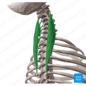 Musculus longissimus cervicis (Halsteil des langen Rückenmuskels); Bild: Yousun Koh