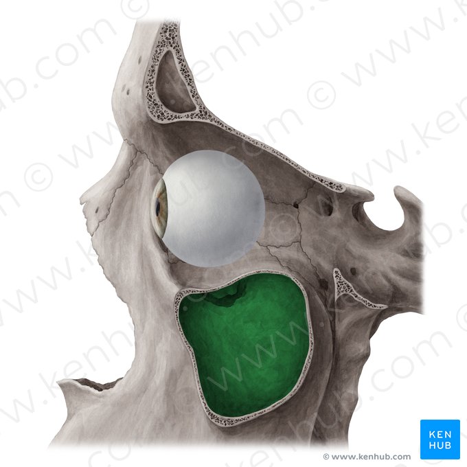 Seio maxilar (Sinus maxillaris); Imagem: Yousun Koh