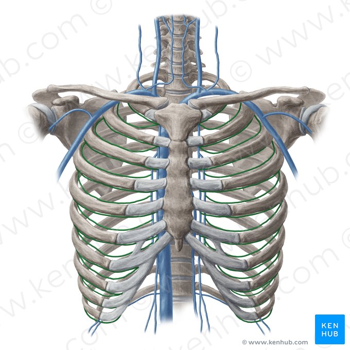 Vena intercostal anterior (Vena intercostalis anterior); Imagen: Yousun Koh