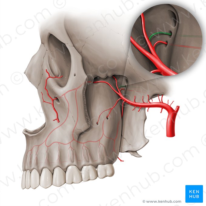 Arteria del conducto pterigoideo (Arteria canalis pterygoidei); Imagen: Paul Kim