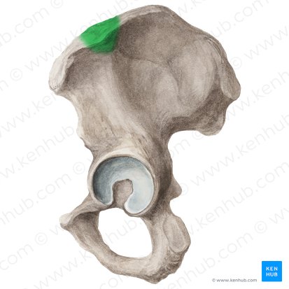 Tubérculo ilíaco (Tuberculum iliacum); Imagen: Liene Znotina