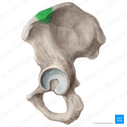 Iliac tubercle (Tuberculum iliacum); Image: Liene Znotina