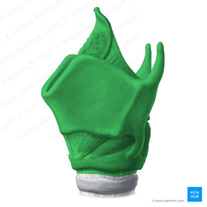Laringe (Larynx); Imagen: Yousun Koh