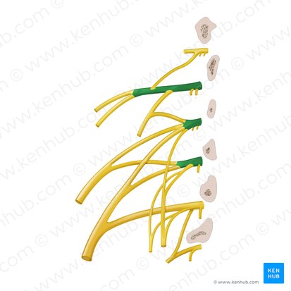 Rami anteriores nervorum spinalium L1-L3 (Vordere Äste der Spinalnerven L1-L3); Bild: Begoña Rodriguez