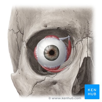 Orbit - ventral view