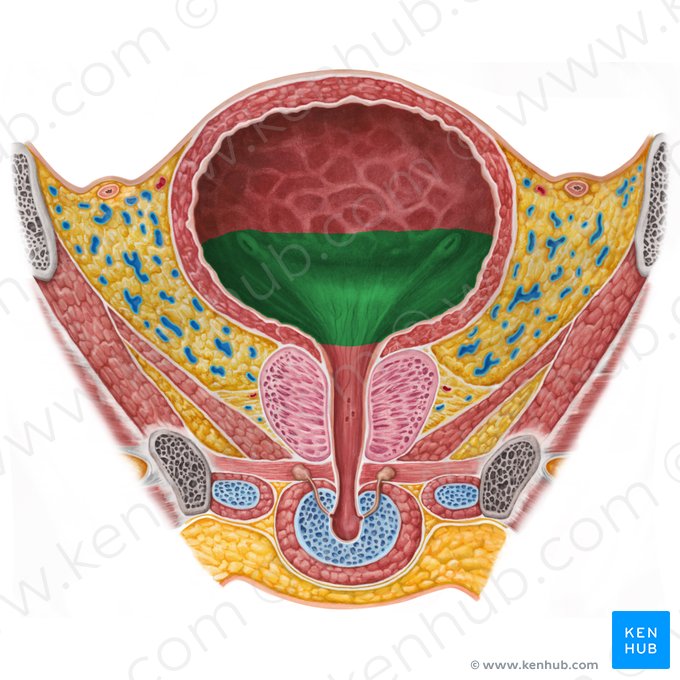 Fundus of urinary bladder (Fundus vesicae urinariae); Image: Irina Münstermann