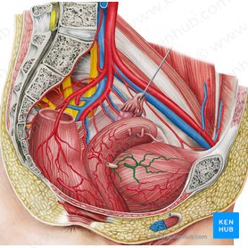 Right superior vesical artery (Arteria vesicalis superior dextra); Image: Irina Münstermann