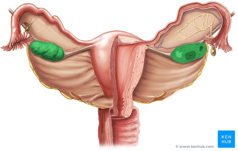 Ovar (Eierstock), Teil der inneren weiblichen Geschlechtsorgane. Ort der Bildung der Eizellen (Oozyten).