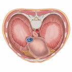 Thoracic surface of the diaphragm