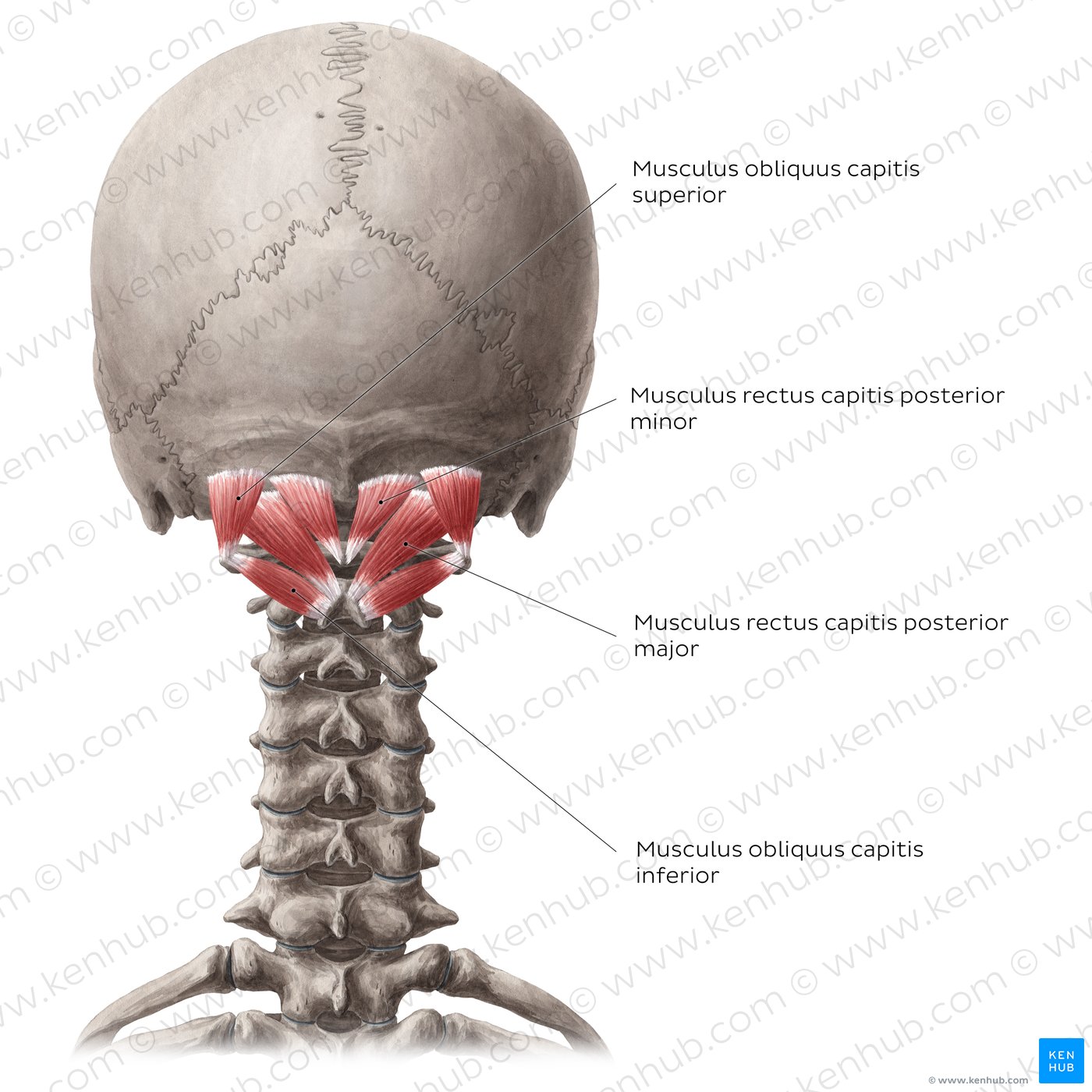 Musculi suboccipitales