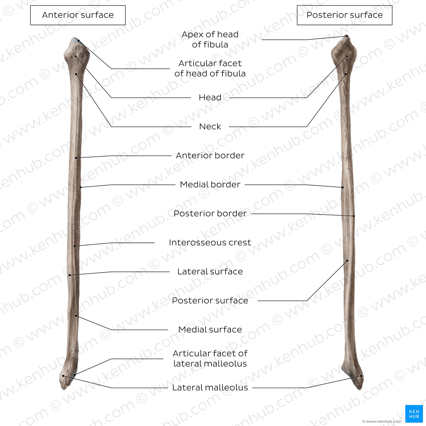 Parts, surfaces and landmarks of the fibula