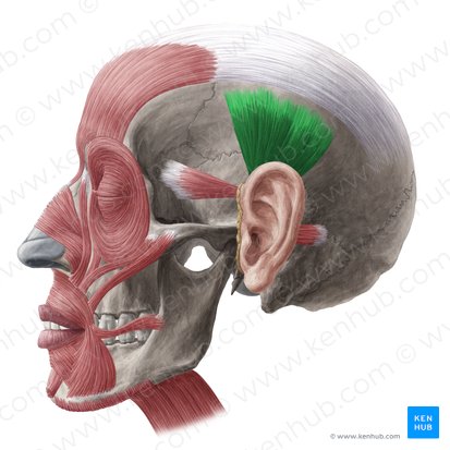 Músculo auricular superior (Musculus auricularis superior); Imagem: Yousun Koh
