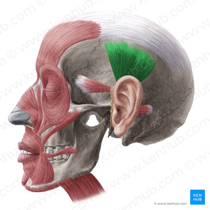 Auricularis superior muscle (Musculus auricularis superior); Image: Yousun Koh