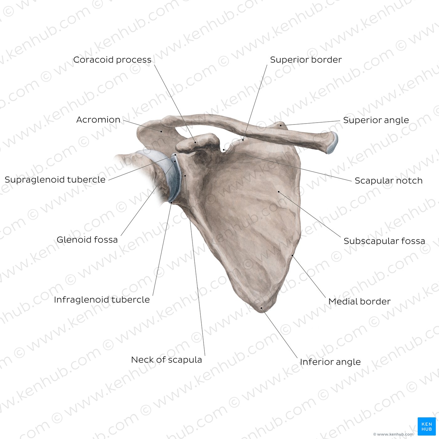 Scapula: Anterior view