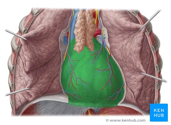 Pericardium