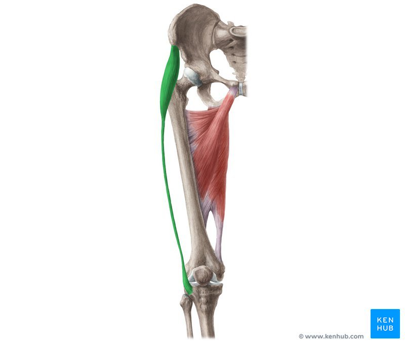M Tensor fasciae Latae начало