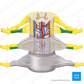 Radix anterior nervi spinalis (Vorderwurzel des Spinalnervs); Bild: Rebecca Betts