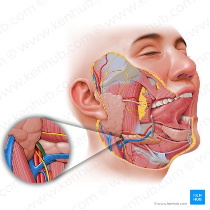 Division antérieure de la veine rétromandibulaire (Divisio anterior venae retromandibularis); Image : Paul Kim