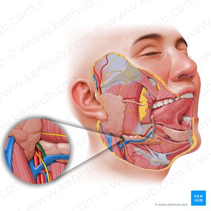 Anterior division of retromandibular vein (Divisio anterior venae retromandibularis); Image: Paul Kim