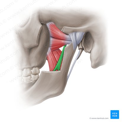 Sphenomandibular ligament (Ligamentum sphenomandibulare); Image: Paul Kim