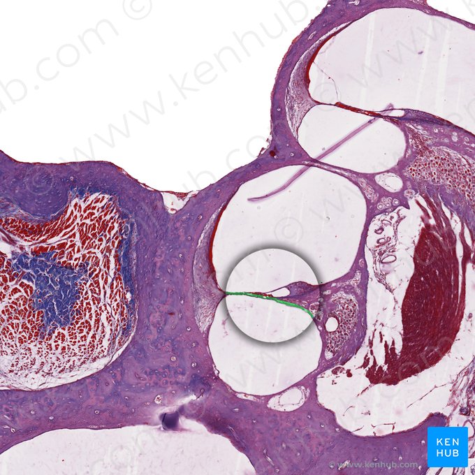 Membrana basilar del conducto coclear (Lamina basilaris ducti cochlearis); Imagen: 