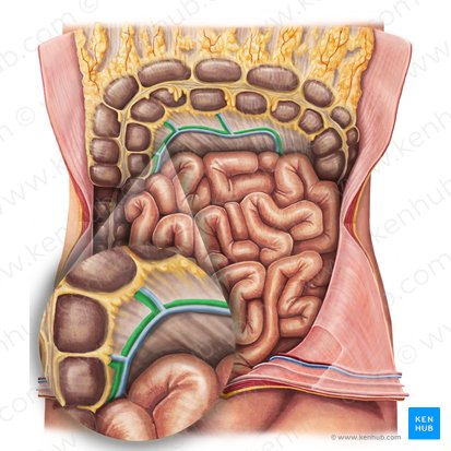 Middle colic artery (Arteria colica media); Image: Irina Münstermann