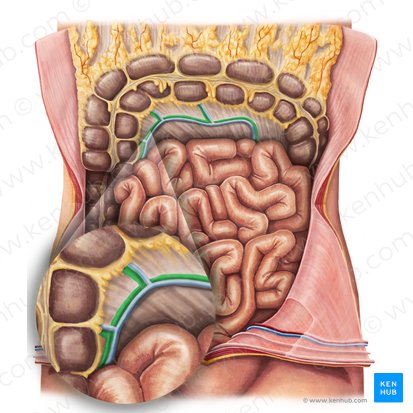 Arteria cólica media (Arteria colica media); Imagen: Irina Münstermann