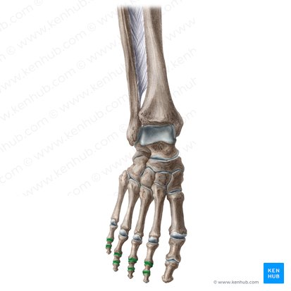 Interphalangeal joints of 2nd-5th toes (Articulationes interphalangeae digitorum 2-5 pedis); Image: Liene Znotina