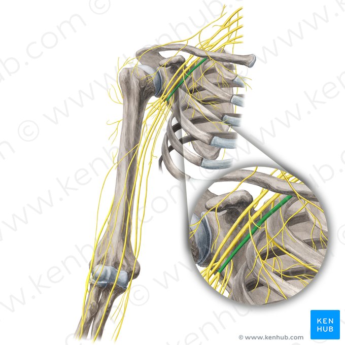 Medial cord of brachial plexus (Fasciculus medialis plexus brachialis); Image: Yousun Koh