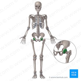 Hip joint (Articulatio coxae); Image: Irina Münstermann