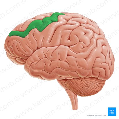 Middle frontal gyrus (Gyrus frontalis medius); Image: Paul Kim