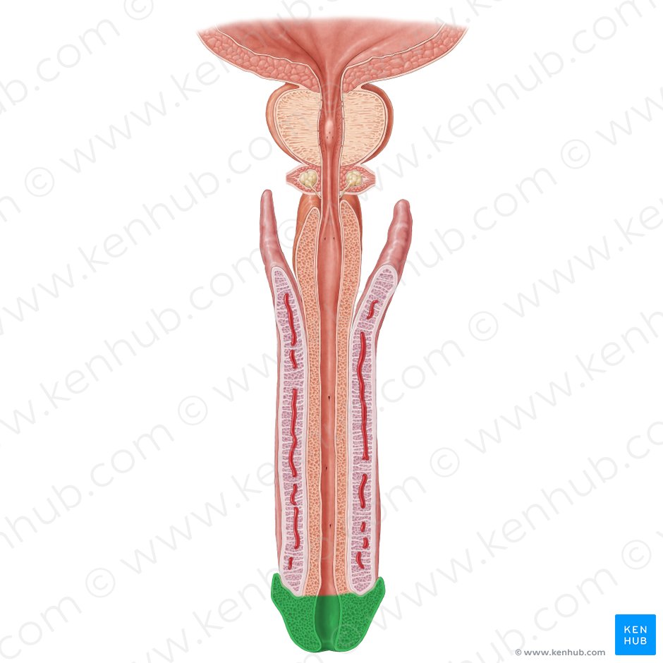 Pene Anatomia Funcion Ereccion Eyaculacion Kenhub