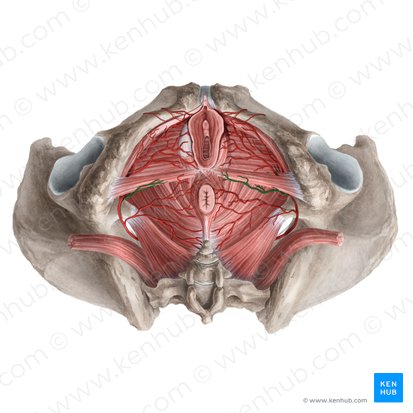 Arteria perineal (Arteria perinealis); Imagen: Rebecca Betts