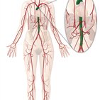 Circulatory (cardiovascular) system