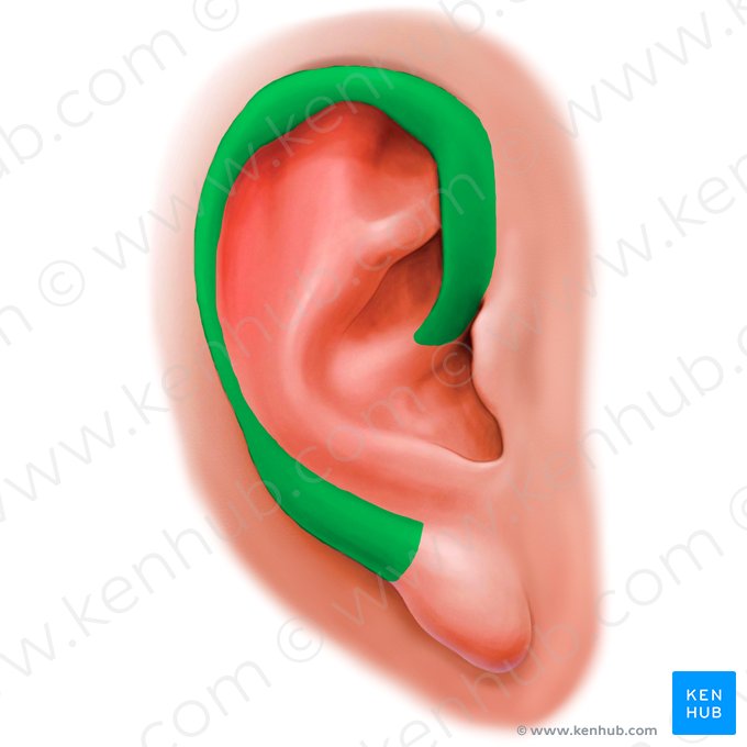 Helix auriculae (Ohrwulst); Bild: Paul Kim