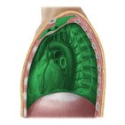 Mediastinum